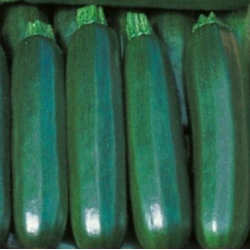 Cukinia Cora F1 1000 nasion EliSem st